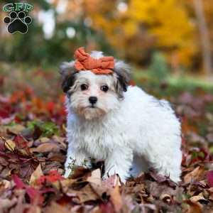 Melody, Maltipoo Puppy